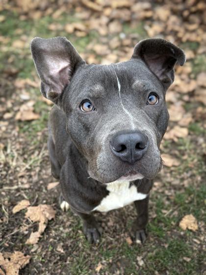 Jasper — thumbnail 2