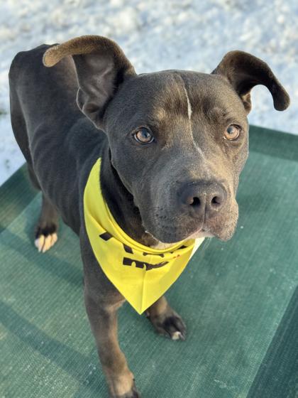 Jasper — thumbnail 3