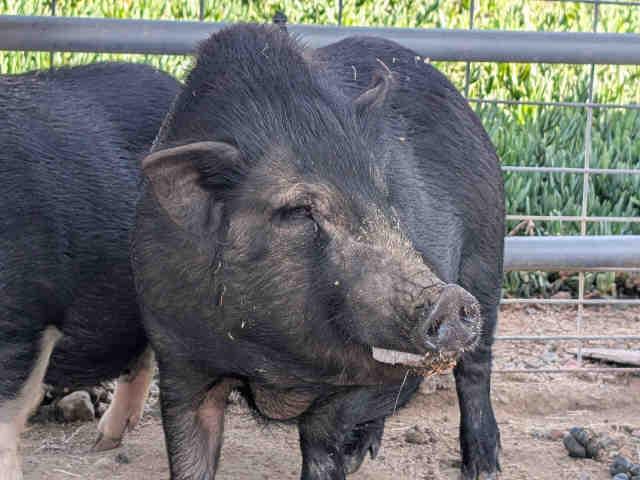 Enlarge GWENDOLINE, a Adoptable Pot Bellied in Bonita, CA image 1/1