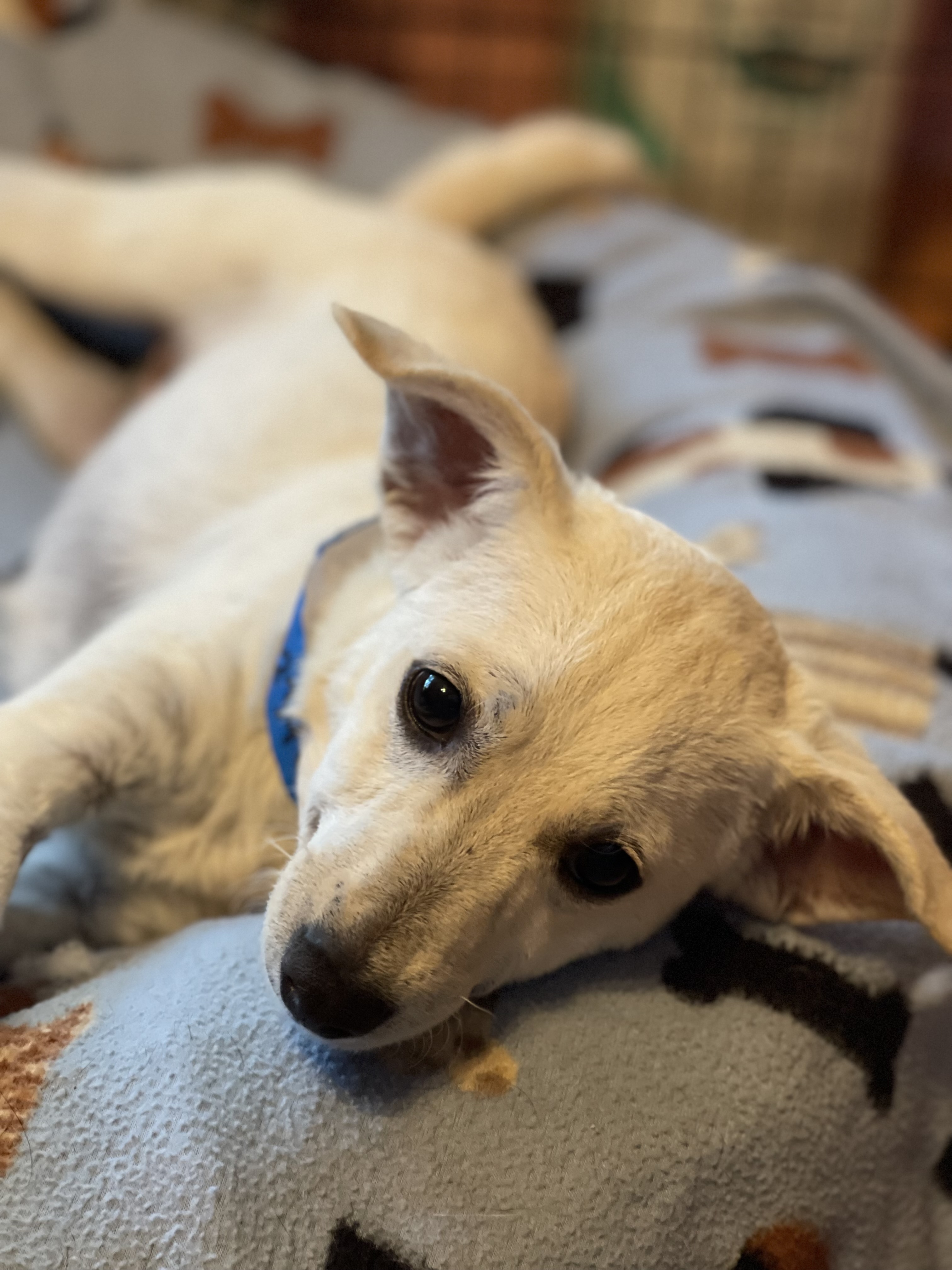 Enlarge Lucas, a Adopted Chihuahua in Santa Maria, CA image 1/4