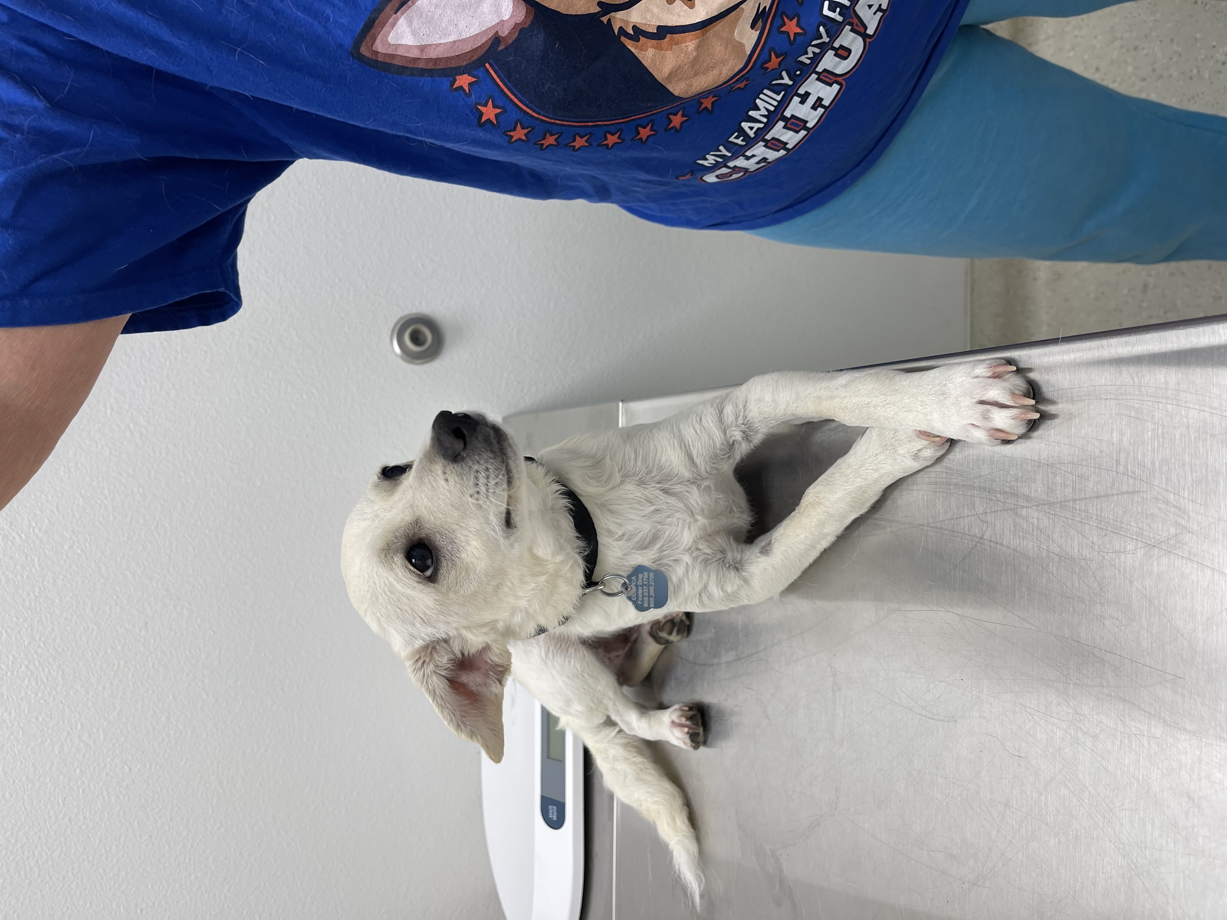 Enlarge Lucas, a Adopted Chihuahua in Santa Maria, CA image 2/4