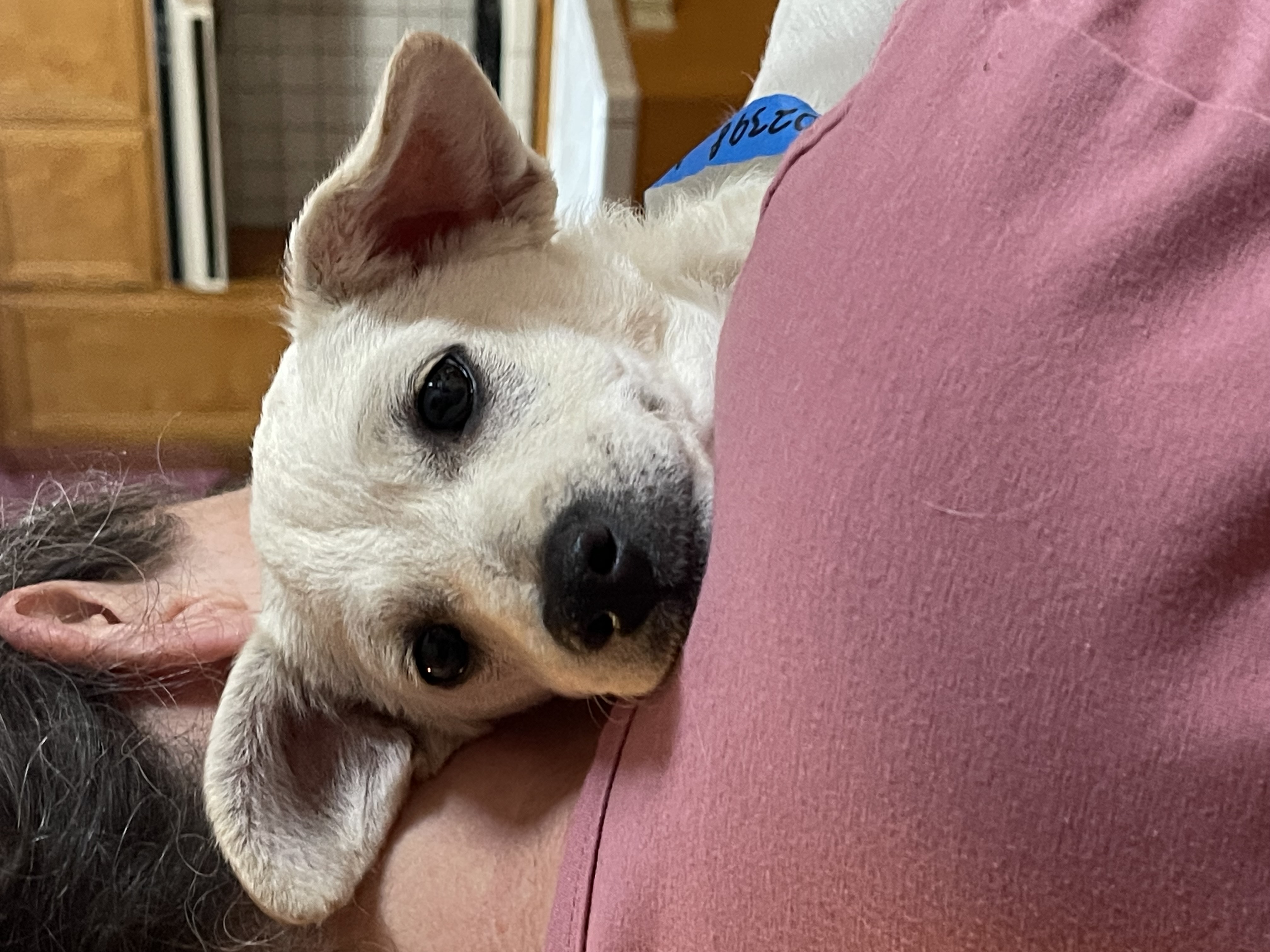 Enlarge Lucas, a Adopted Chihuahua in Santa Maria, CA image 3/4