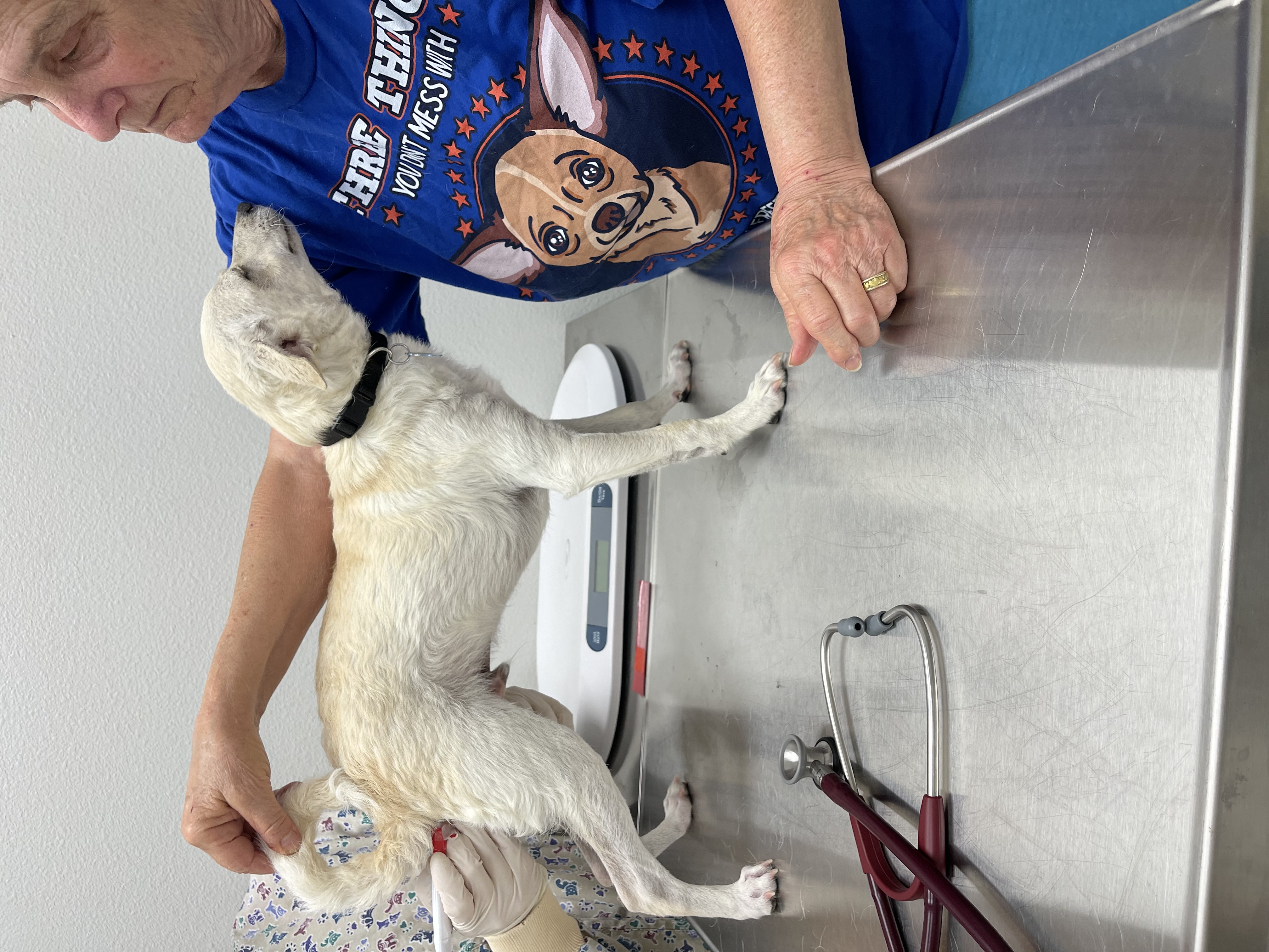 Enlarge Lucas, a Adopted Chihuahua in Santa Maria, CA image 4/4