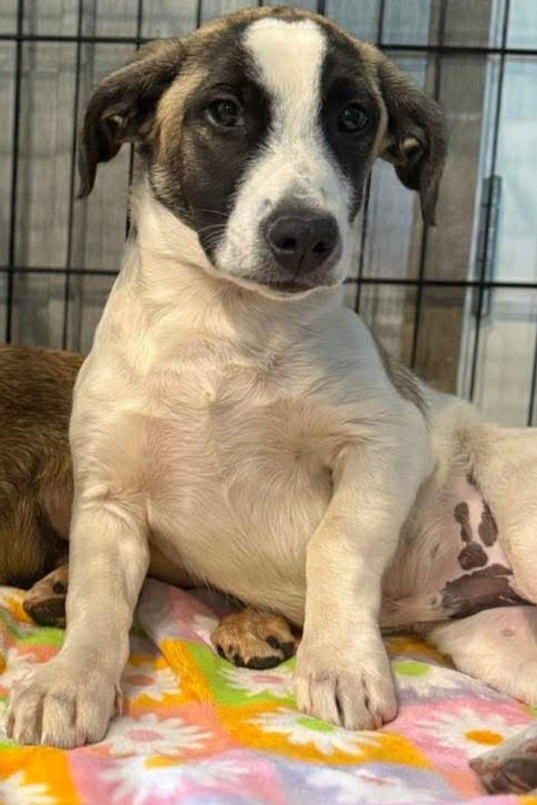 Tom, Adoptable, Young Male Dachshund.