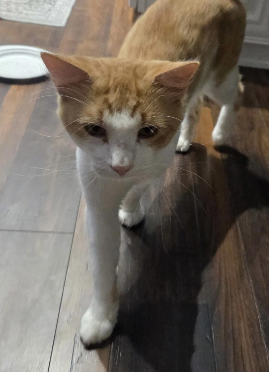 Enlarge Lover, a Adoptable Domestic Medium Hair in Brooksville, FL image 2/4