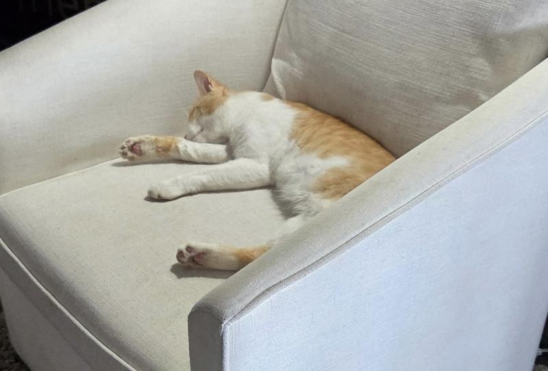 Enlarge Lover, a Adoptable Domestic Medium Hair in Brooksville, FL image 4/4