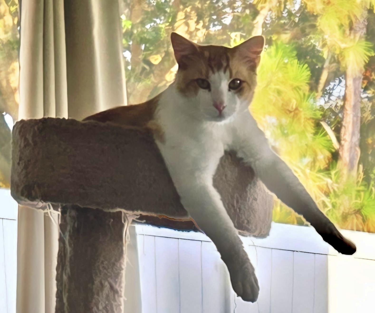 Lover, Adoptable, Adult Male Domestic Medium Hair.