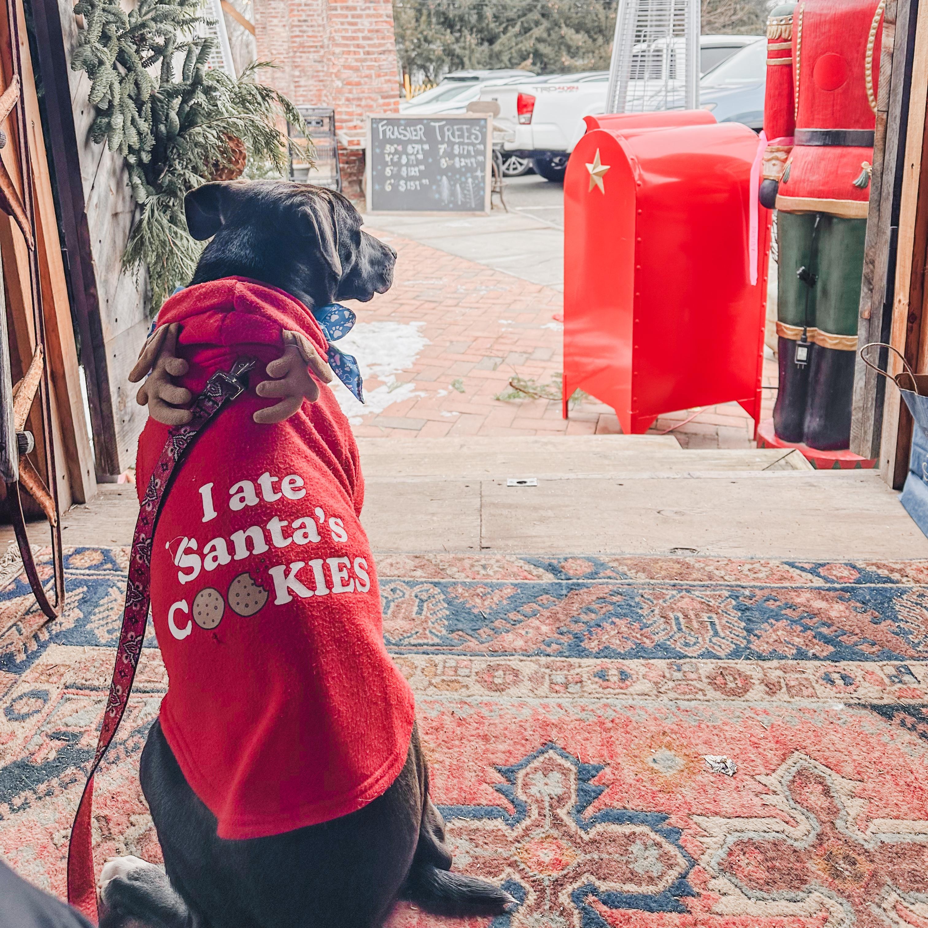 Enlarge Zac, an adopted mixed breed in Chatham, NJ image 3/6