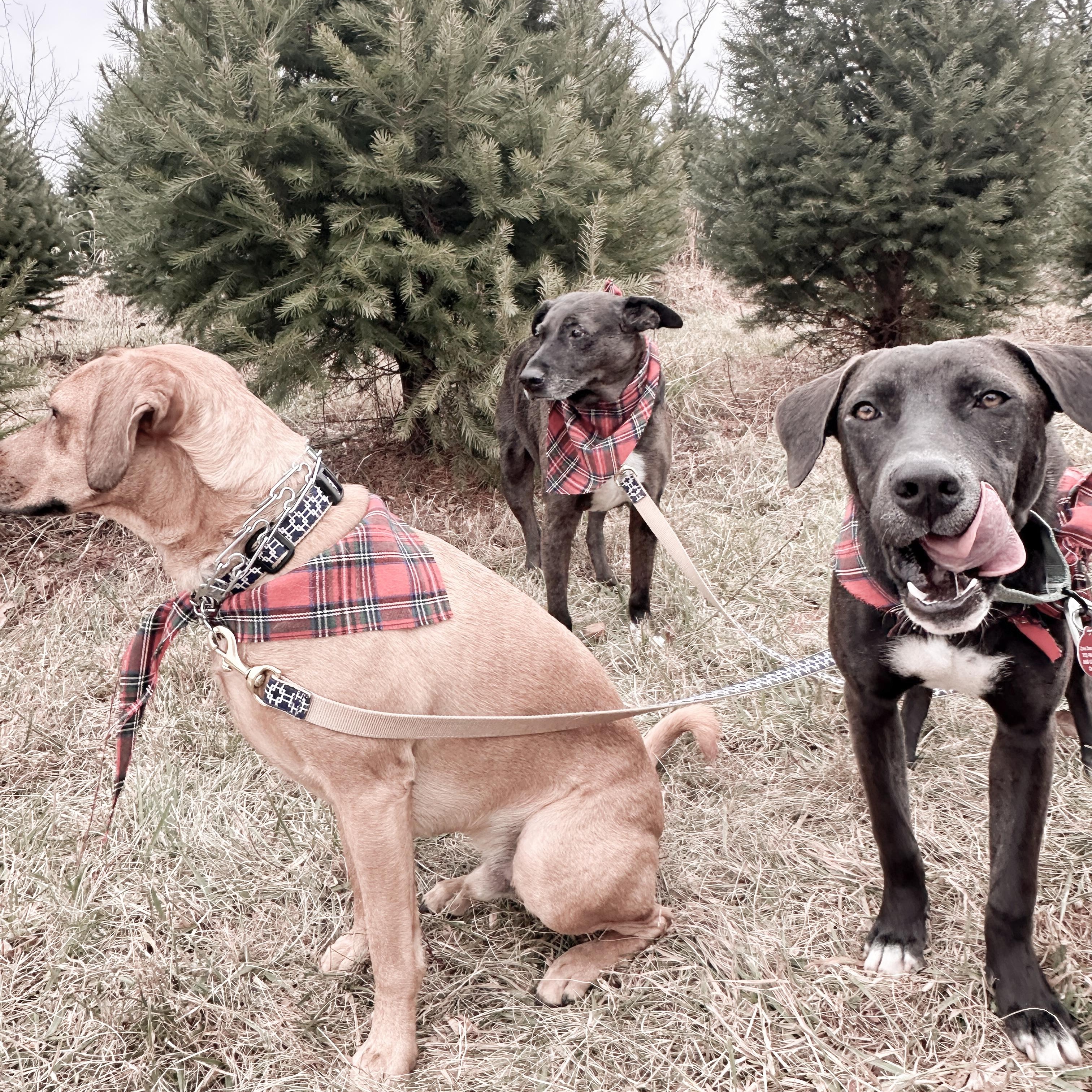 Enlarge Zac, an adopted mixed breed in Chatham, NJ image 4/6