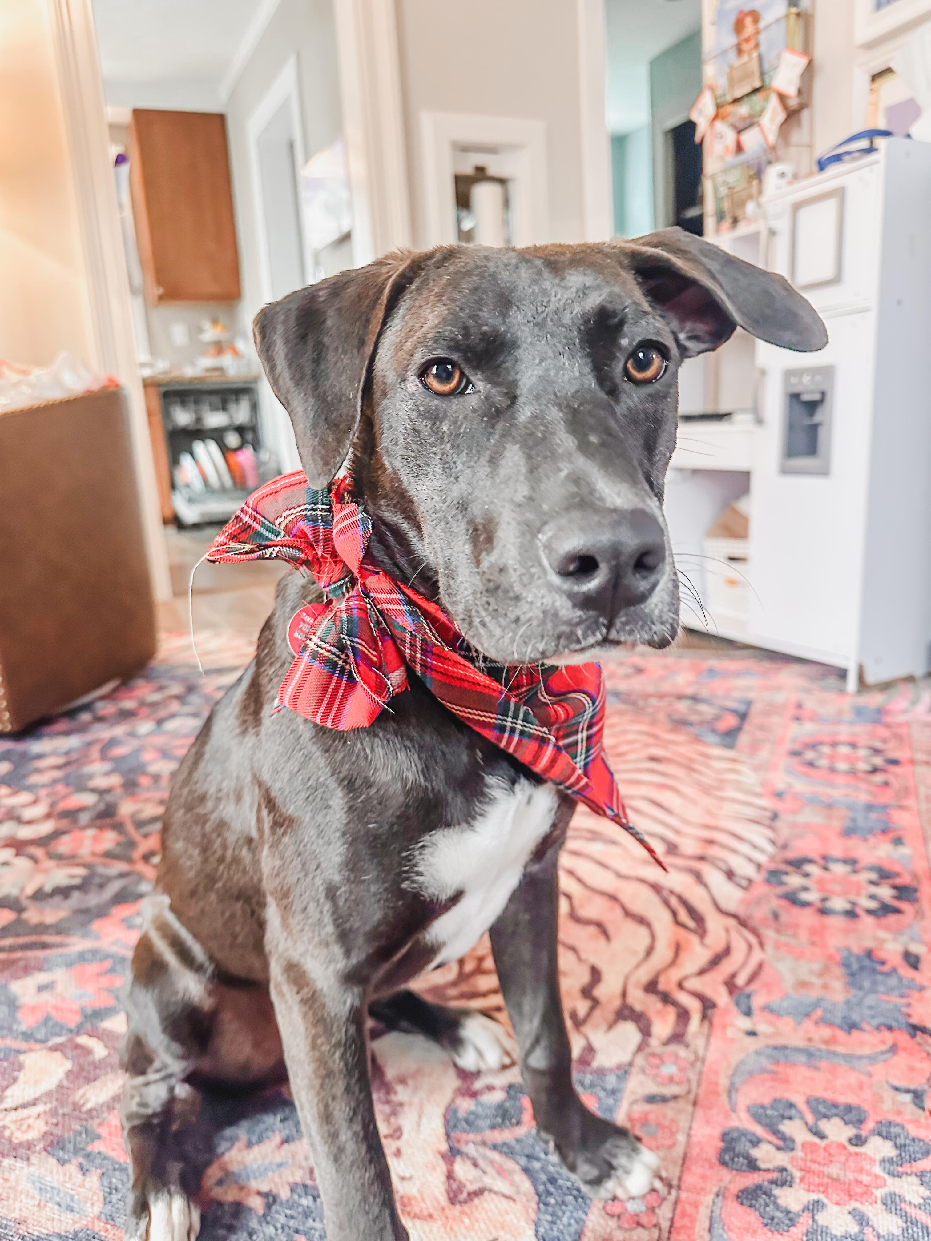 Enlarge Zac, an adopted mixed breed in Chatham, NJ image 5/6