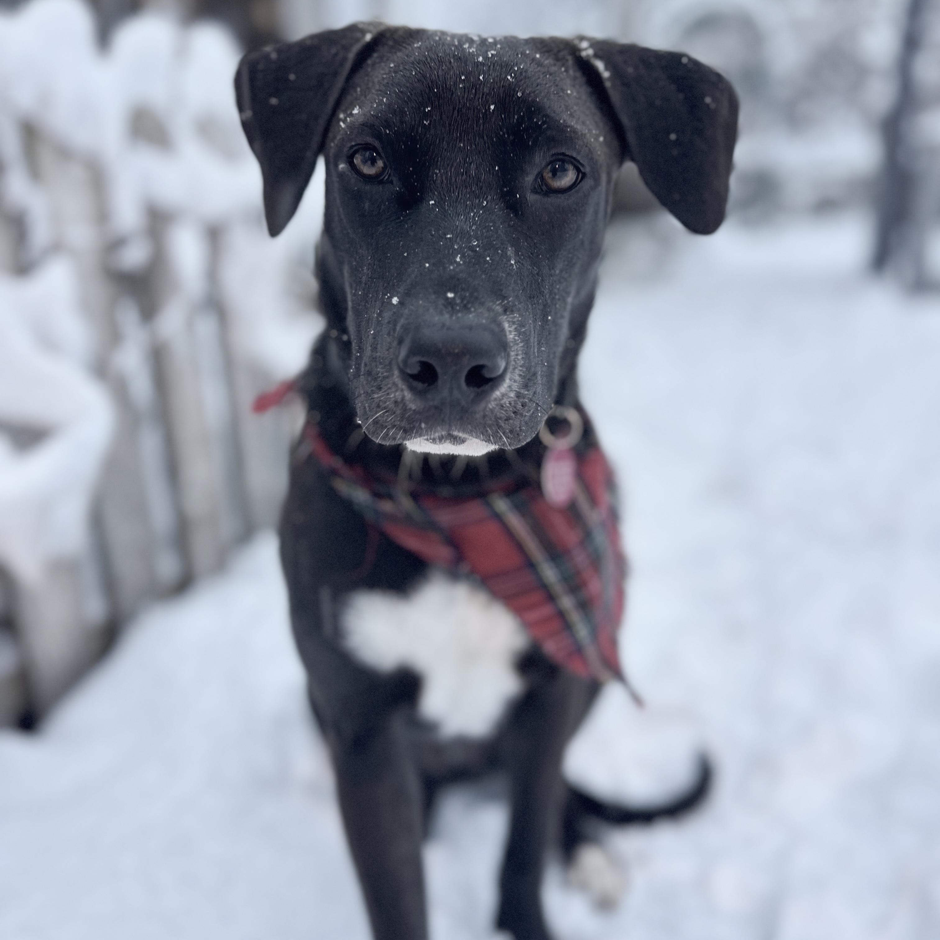 Enlarge Zac, an adopted mixed breed in Chatham, NJ image 2/6