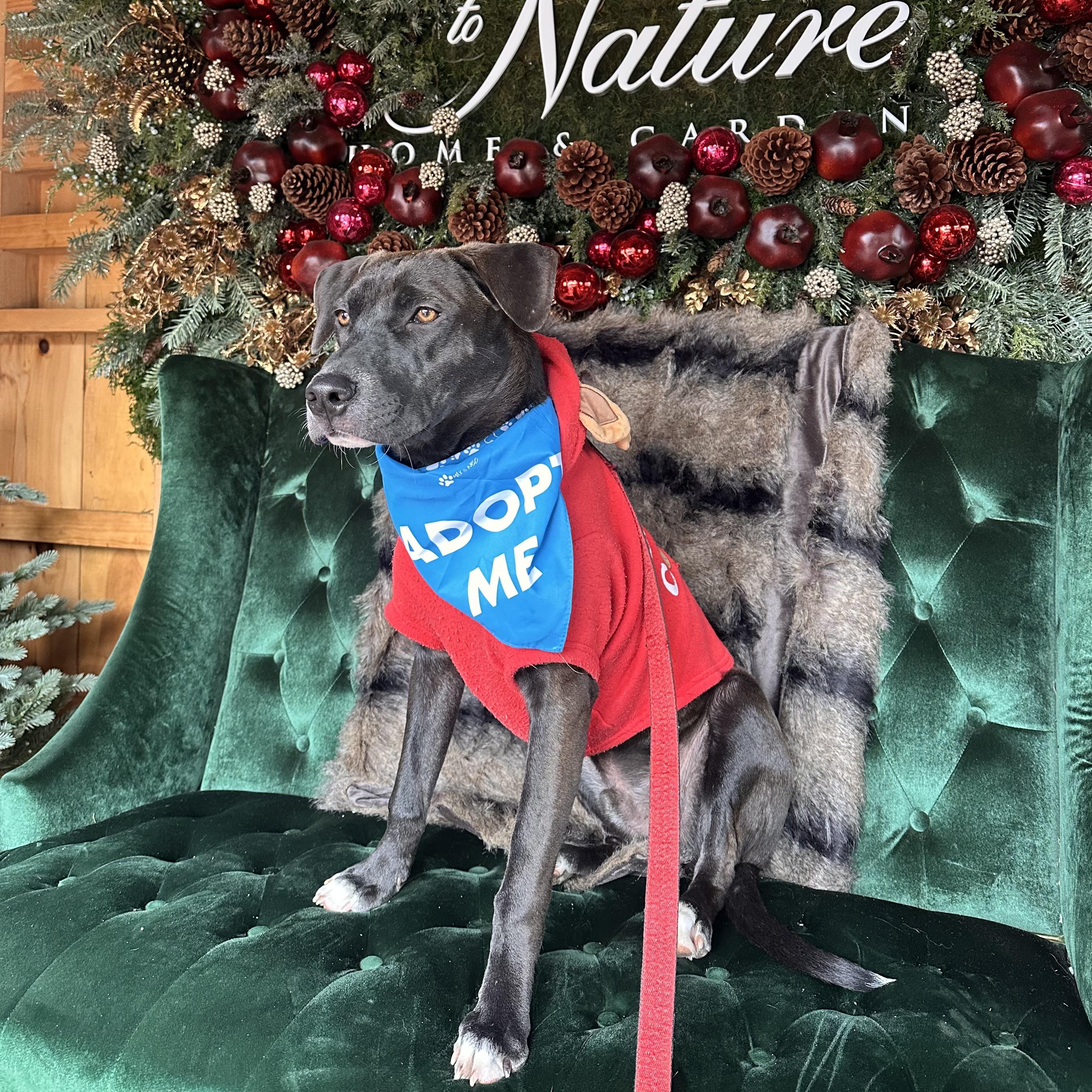 Enlarge Zac, an adopted mixed breed in Chatham, NJ image 6/6