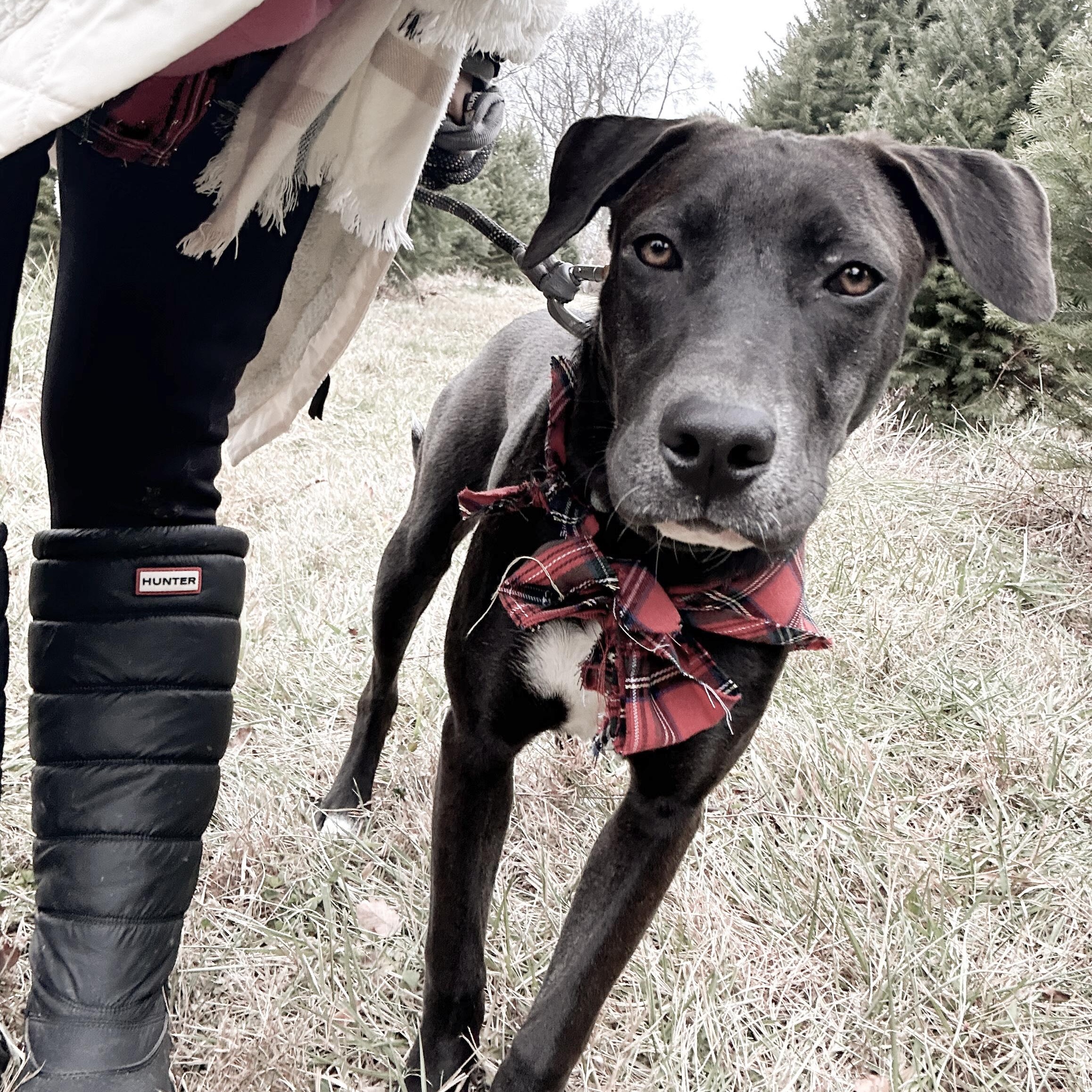 Zac, adopted, Puppy Male Pointer & Labrador Retriever.