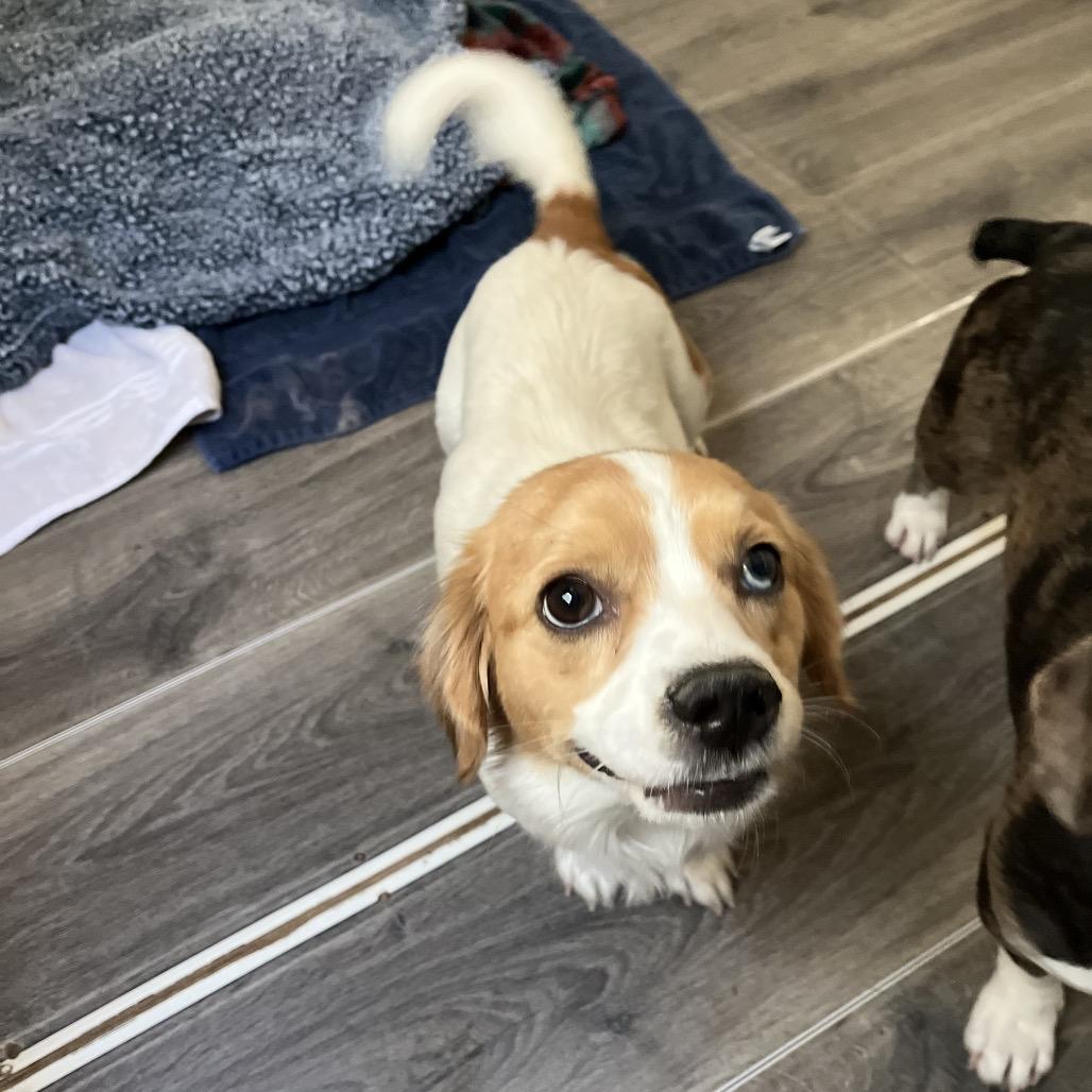 Enlarge Etta, a Adoptable mixed breed in Smithfield, NC image 1/6