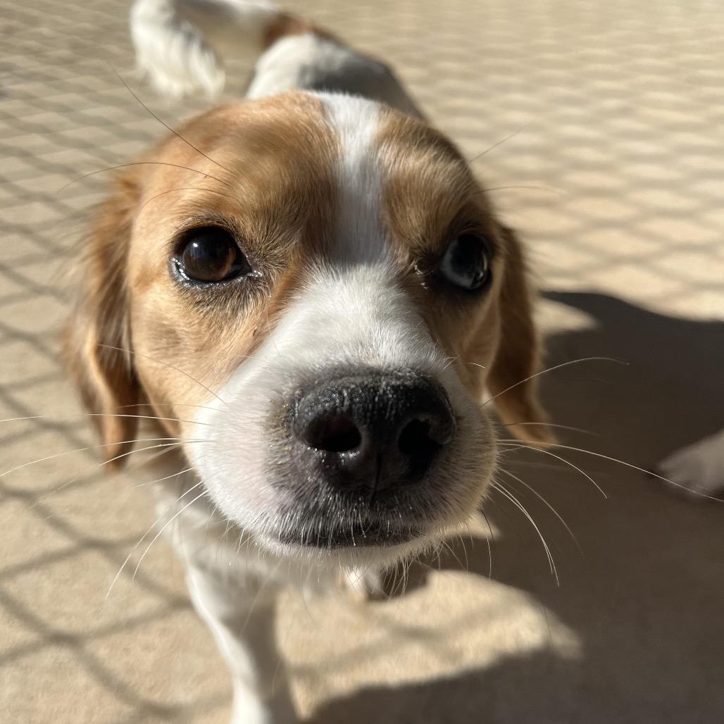 Enlarge Etta, a Adoptable mixed breed in Smithfield, NC image 3/6