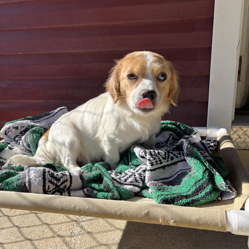 Enlarge Etta, a Adoptable mixed breed in Smithfield, NC image 5/6