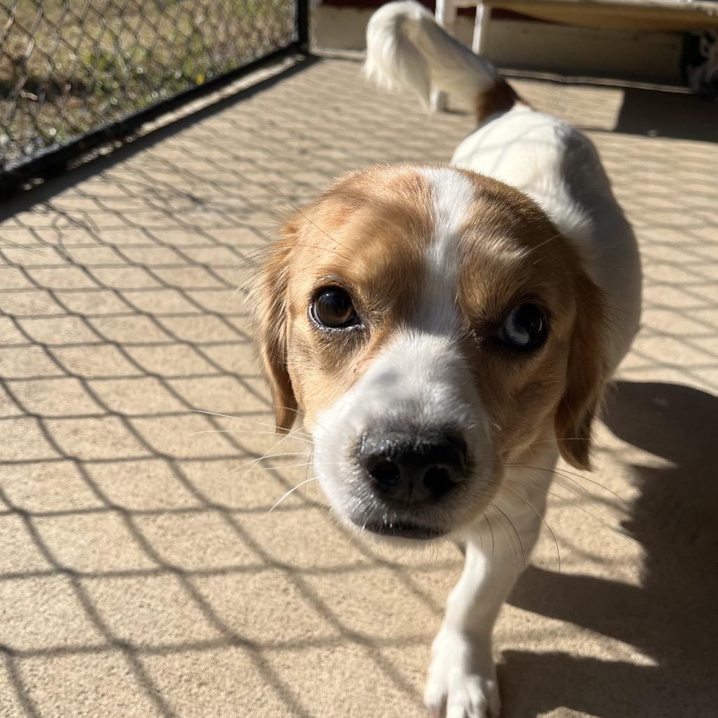 Enlarge Etta, a Adoptable mixed breed in Smithfield, NC image 6/6