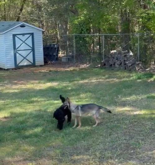 Enlarge Shadow, a Adoptable Goldendoodle in Winston-Salem, NC image 5/6