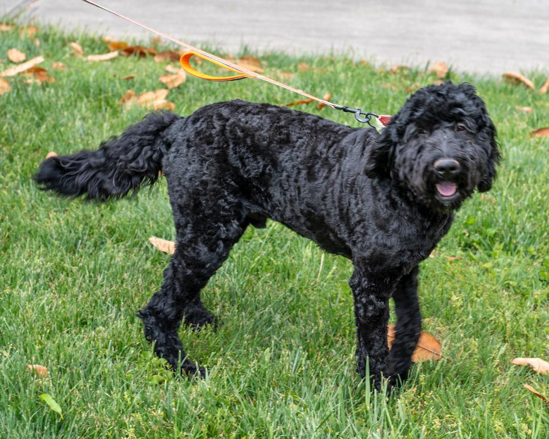 Enlarge Shadow, a Adoptable Goldendoodle in Winston-Salem, NC image 1/6