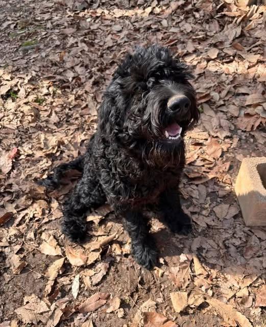 Enlarge Shadow, a Adoptable Goldendoodle in Winston-Salem, NC image 6/6