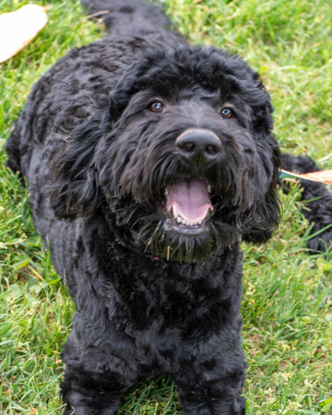 Enlarge Shadow, a Adoptable Goldendoodle in Winston-Salem, NC image 3/6