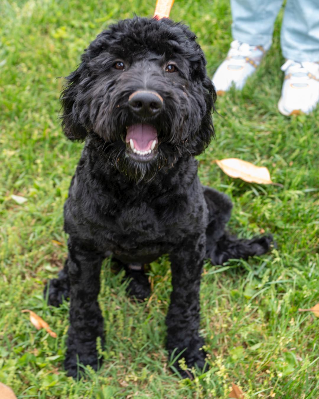 Enlarge Shadow, a Adoptable Goldendoodle in Winston-Salem, NC image 4/6