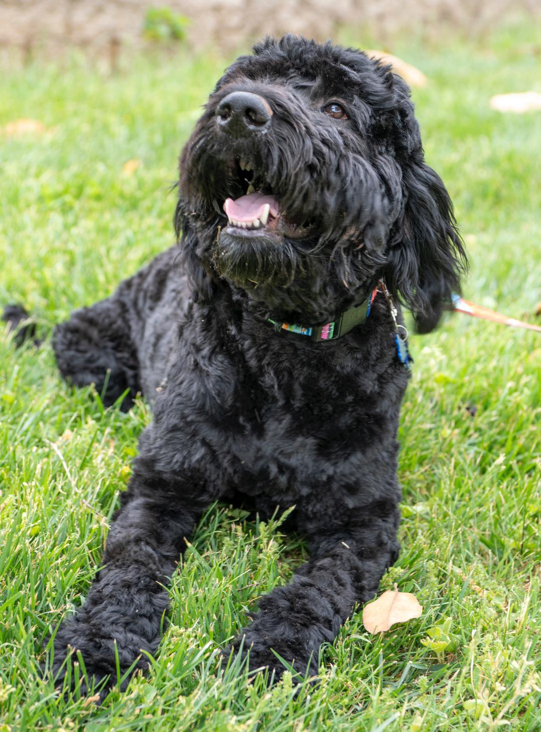 Enlarge Shadow, a Adoptable Goldendoodle in Winston-Salem, NC image 2/6
