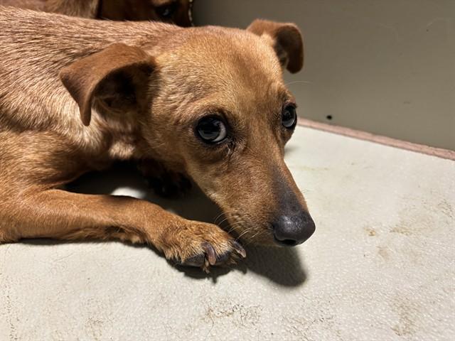 POPPI, Adoptable, Young Female Dachshund.