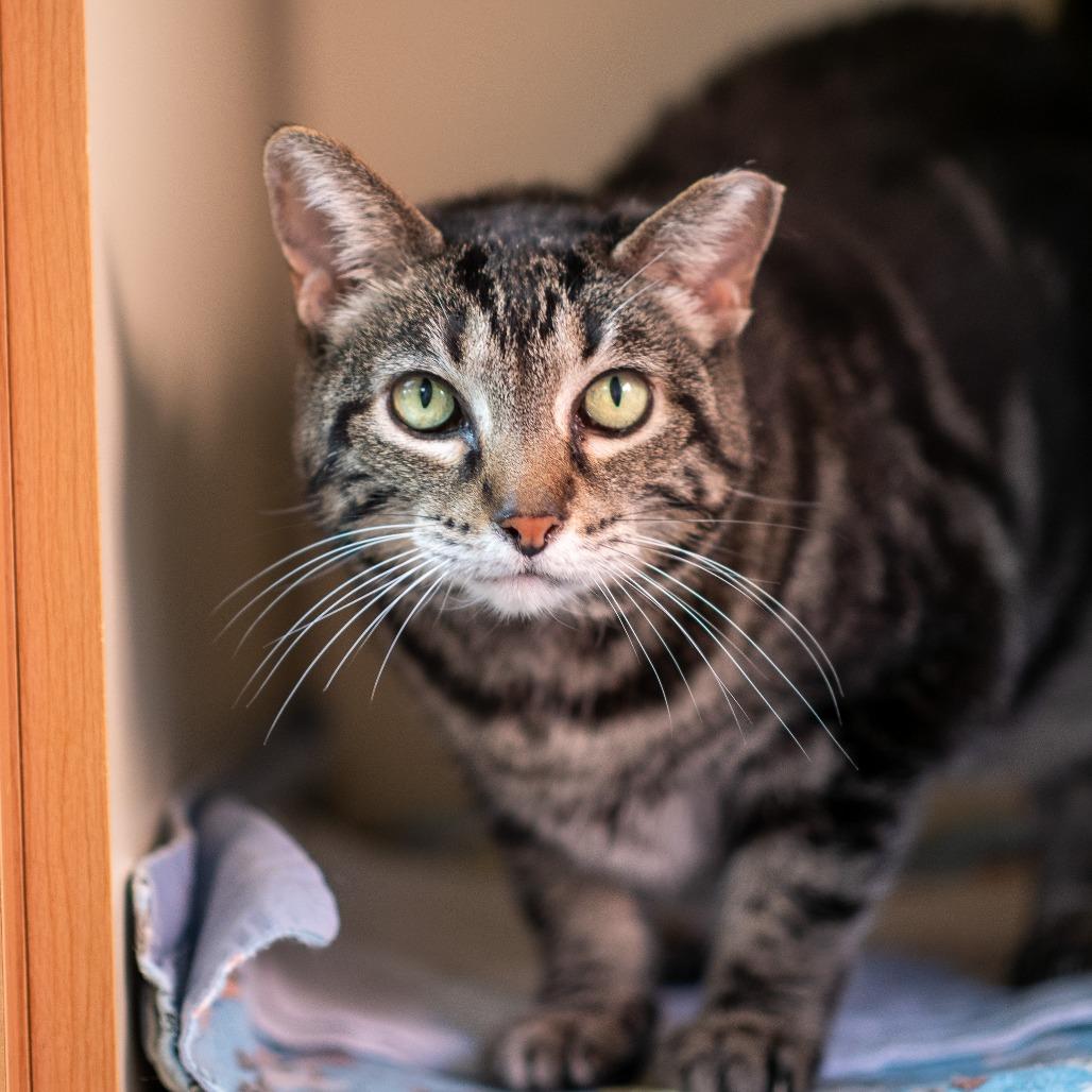 Biscotti thumbnail 4