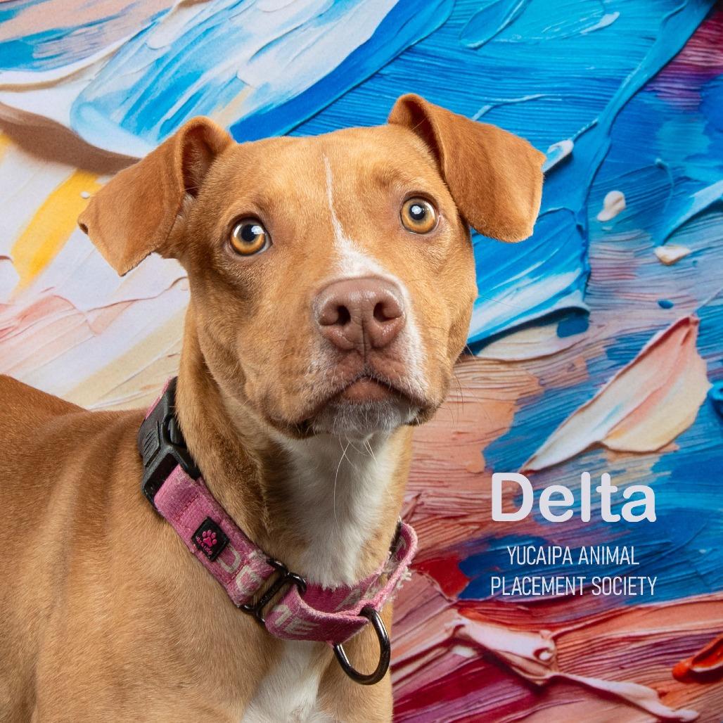 Delta, a Adoptable Pit Bull Terrier in Yucaipa, CA image 1/6