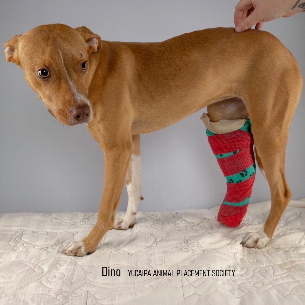 Enlarge Delta, a Adoptable Pit Bull Terrier in Yucaipa, CA image 1/4