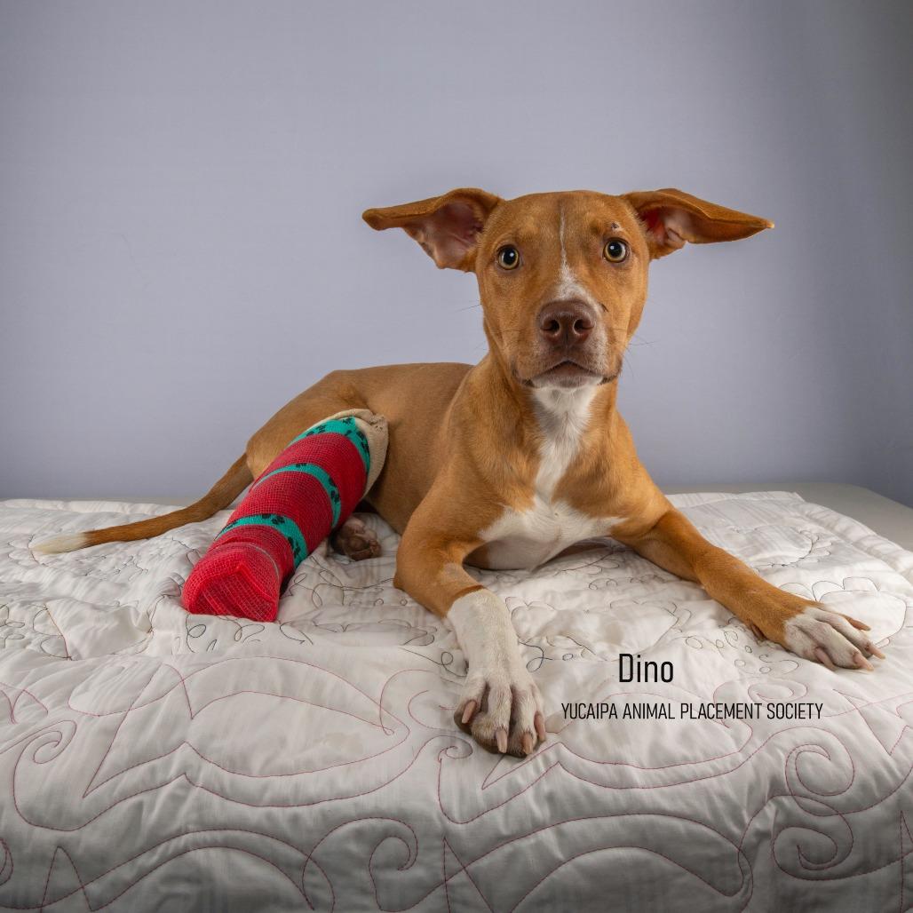 Enlarge Delta, a Adoptable Pit Bull Terrier in Yucaipa, CA image 2/4
