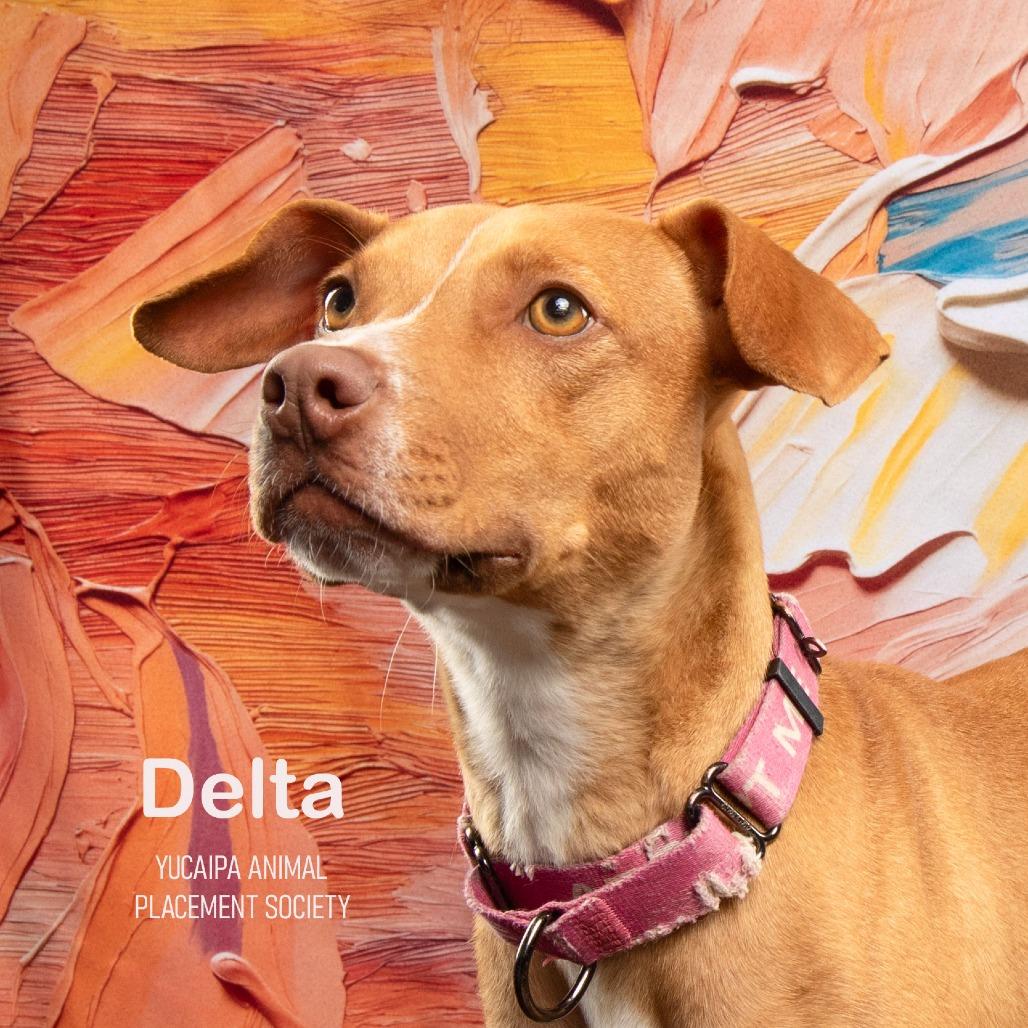 Delta, a Adoptable Pit Bull Terrier in Yucaipa, CA image 4/6