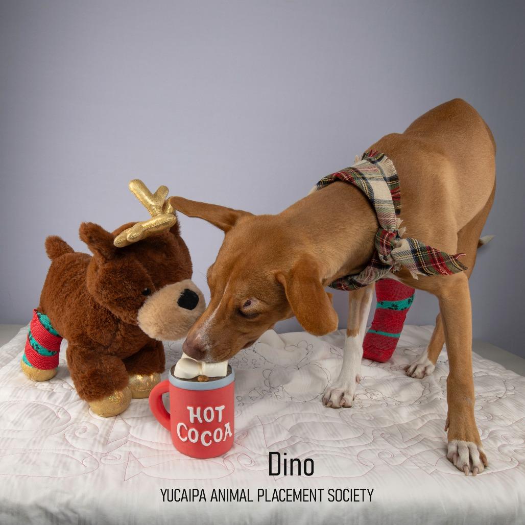Enlarge Delta, a Adoptable Pit Bull Terrier in Yucaipa, CA image 3/4