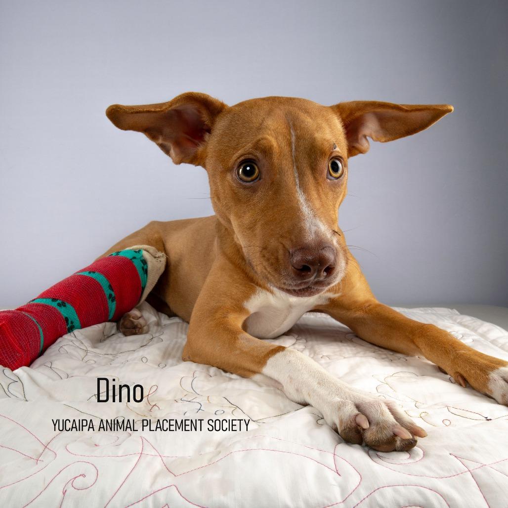 Enlarge Delta, a Adoptable Pit Bull Terrier in Yucaipa, CA image 4/4