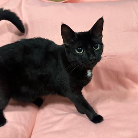 Ginny 2 — thumbnail 2