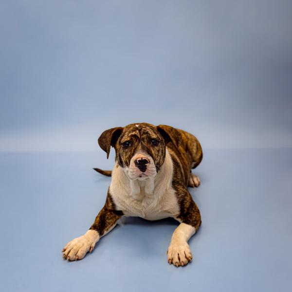 Pen 194 Eleanor, Adoptable, Young Female Pit Bull Terrier & Hound.