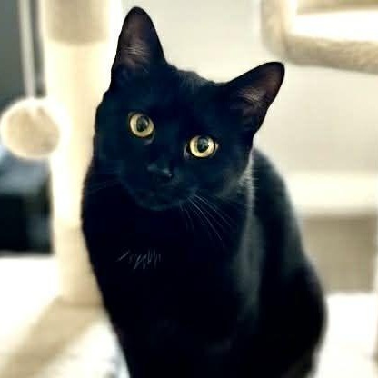 Enlarge Kenya, a ADOPTABLE Domestic Short Hair in Sedalia, MO image 1/2