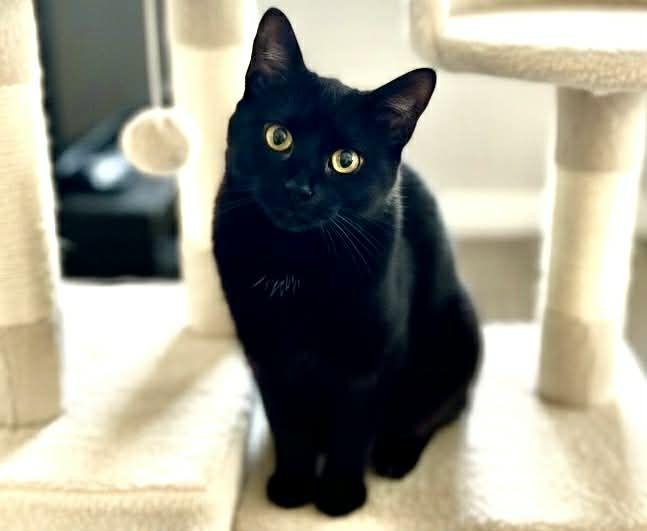 Enlarge Kenya, a ADOPTABLE Domestic Short Hair in Sedalia, MO image 2/2