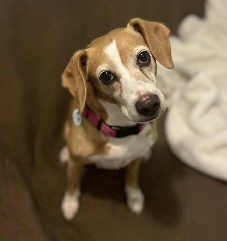 Sunny, a Adoptable Beagle in Osteen, FL image 1/3
