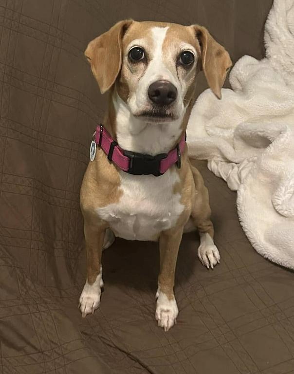 Sunny, a Adoptable Beagle in Osteen, FL image 2/3