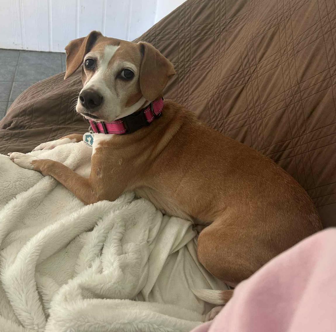 Sunny, a Adoptable Beagle in Osteen, FL image 3/3