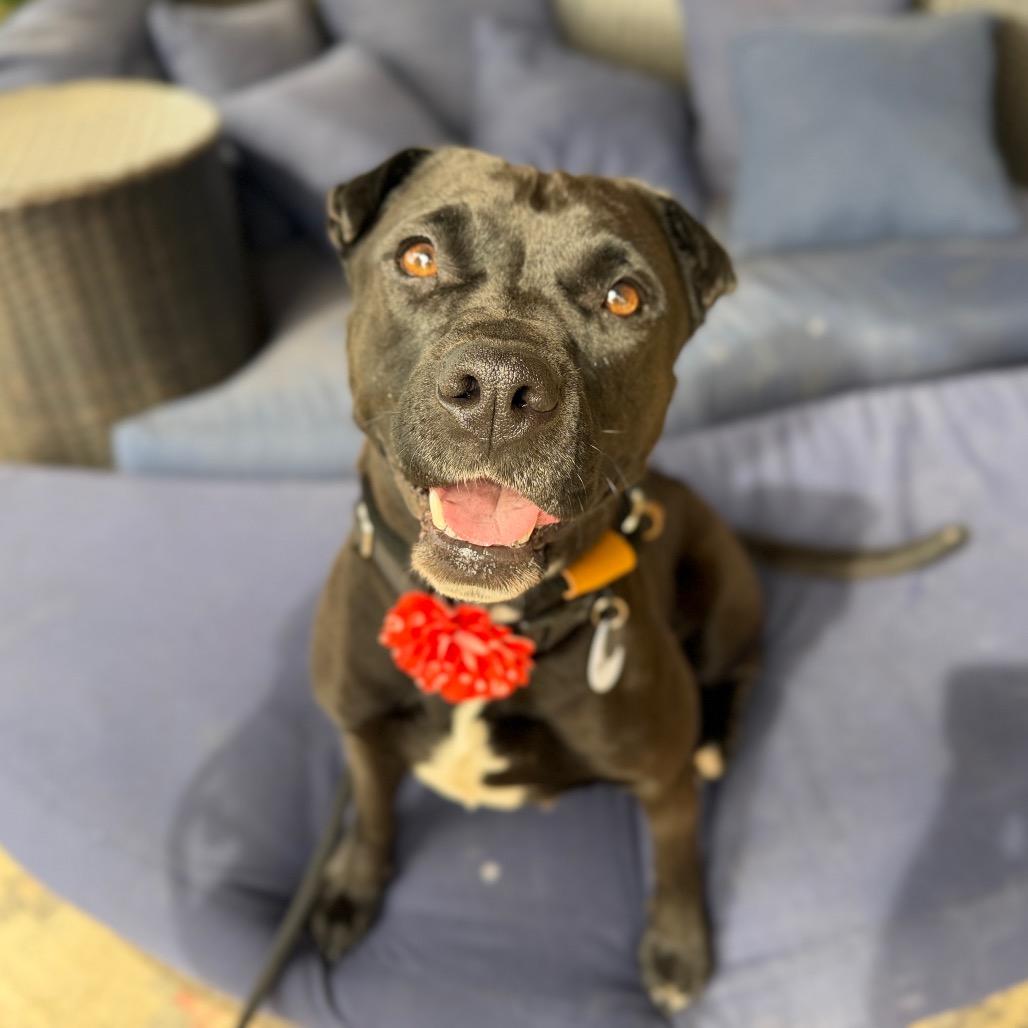 Nella — thumbnail 2