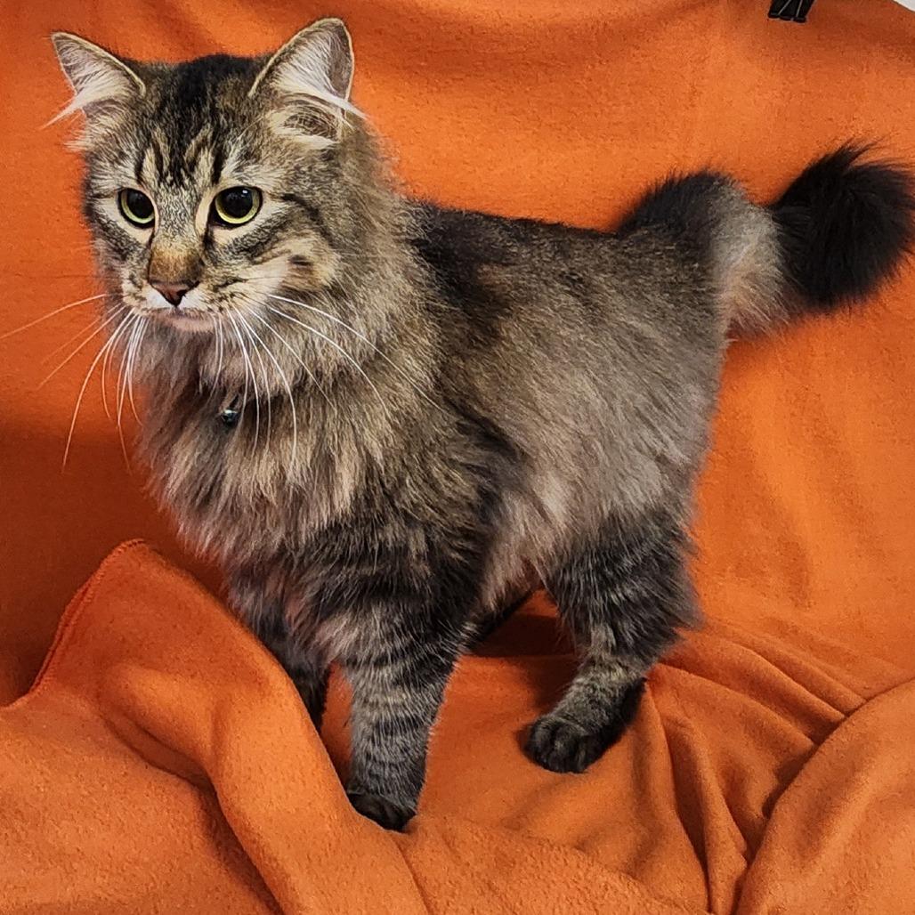 Diego/ Henry, Adoptable, Adult Male Domestic Medium Hair.