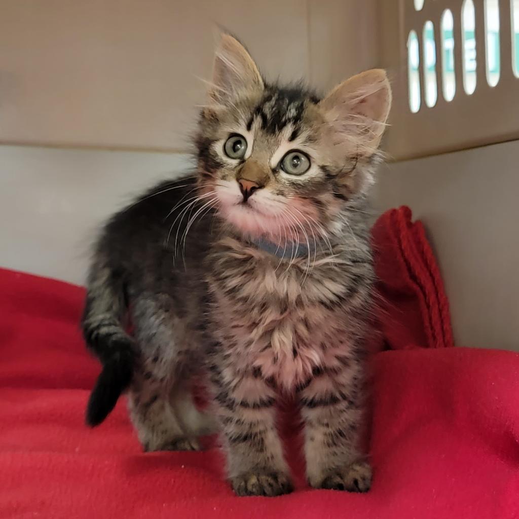 Enlarge Diego/ Henry, a Adoptable Domestic Medium Hair in Coos Bay, OR image 2/3