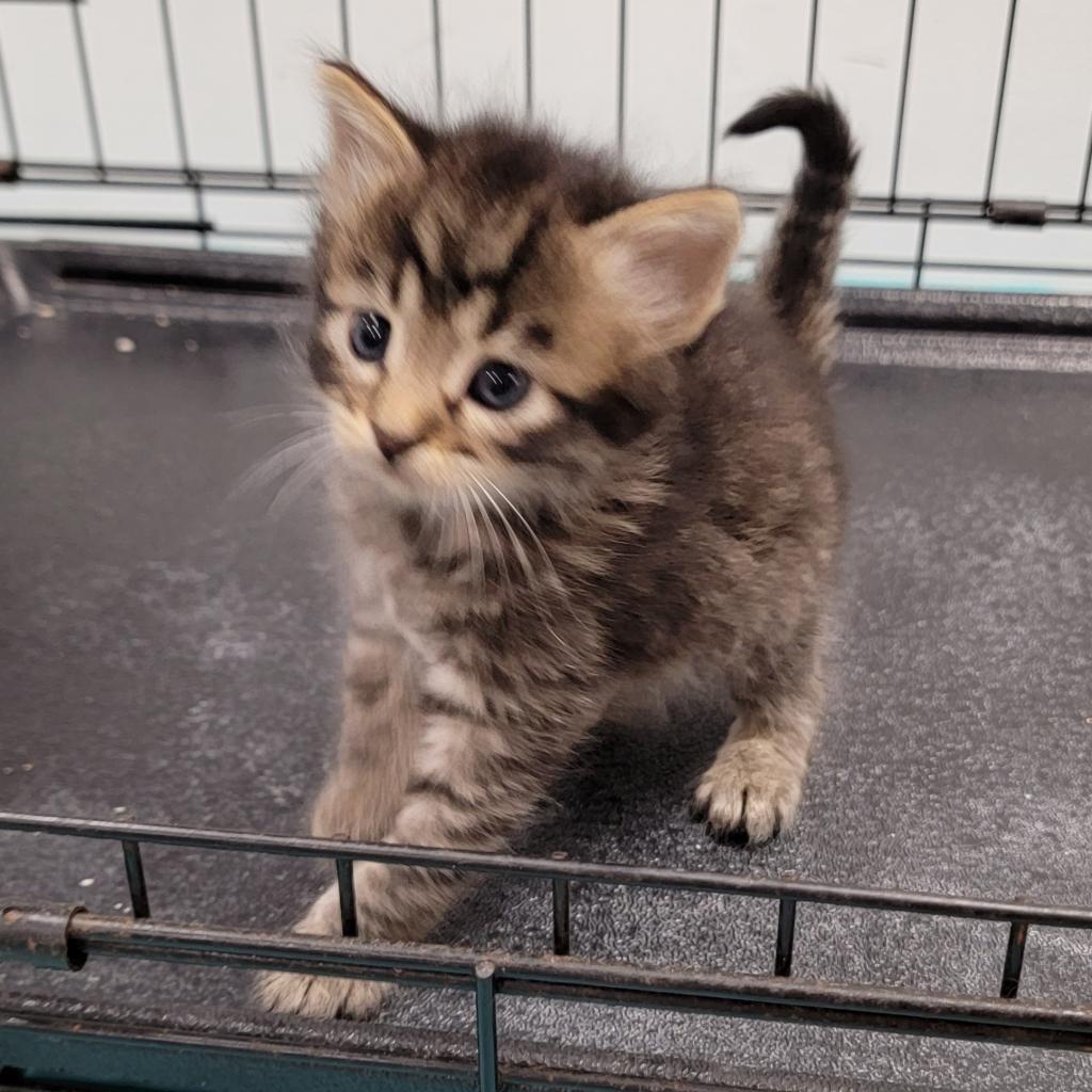 Enlarge Diego/ Henry, a Adoptable Domestic Medium Hair in Coos Bay, OR image 3/3