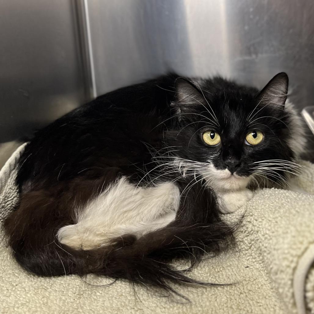 Anemone, Adoptable, Adult Female Domestic Short Hair.