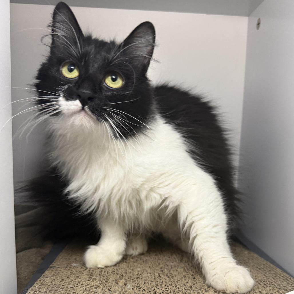 Enlarge Anemone, a Adoptable Domestic Short Hair in Palm Springs, CA image 2/5