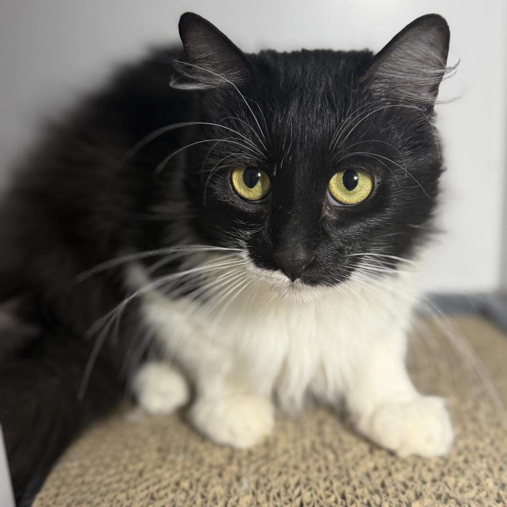 Enlarge Anemone, a Adoptable Domestic Short Hair in Palm Springs, CA image 3/5
