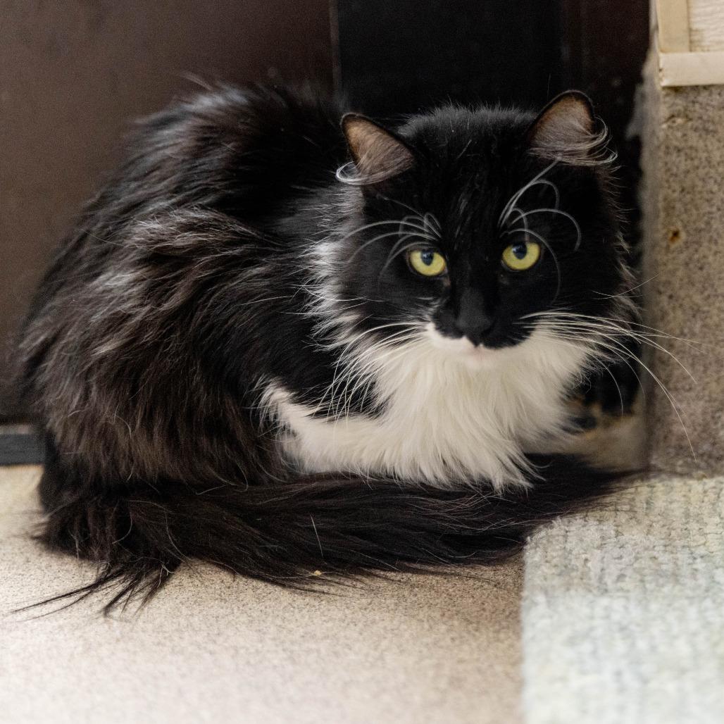 Enlarge Anemone, a Adoptable Domestic Short Hair in Palm Springs, CA image 4/5